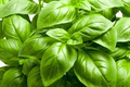 Italian Large Leaf Basil Seeds - Heirloom, Non-GMO, 200 Seeds