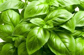 Italian Large Leaf Basil Seeds - Heirloom, Non-GMO, 200 Seeds