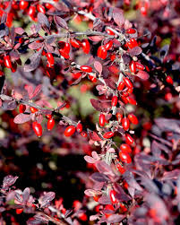 6 Japanese Barberry Cuttings (Berberis thunbergii) – Unrooted 6-9", Edible Berries, Organic, Hardy