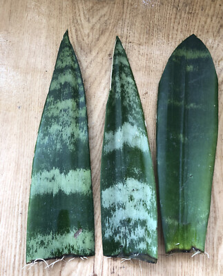 Snake Plant Cuttings with Roots | 3 Sansevieria trifasciata Bare Root - Ready to Plant