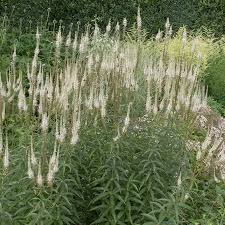 Veronicastrum virginicum Seeds (Culver's Root) – Tall White Spikes, Native Wildflower