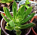 Aeonium simsii ‘Green’ Bare Root Succulent Plants (2 x 2")