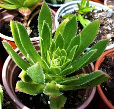 Aeonium simsii ‘Green’ Bare Root Succulent Plants (2 x 2")