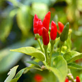 Thai Capsicum Frutescens (Bird's Eye) Seeds – 30 Fried Pepper Seeds for Planting, Super Spicy, For Sauces & Stir-Fries