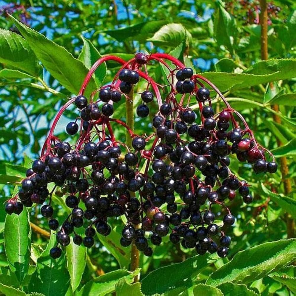 Wild Elderberry (Sambucus nigra) Rooted Cuttings — 3 Fresh Organic Elderberry Plants