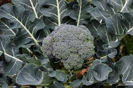 Broccoli Waltham 29 Seeds - Heirloom, Cold-Hardy, High-Yield 1g