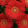 Deep Red Gerbera Daisy Seeds - 200+ Seeds for Perennial Blooms