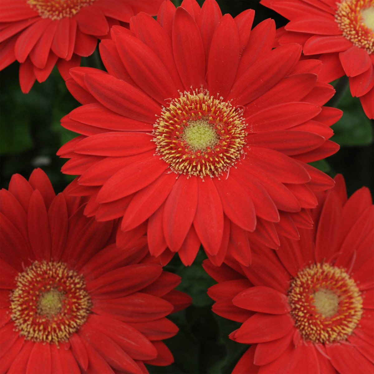 Deep Red Gerbera Daisy Seeds - 200+ Seeds for Perennial Blooms