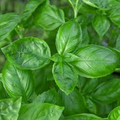 Basil Genovese Seeds – 1g Heirloom Basil Ocimum basilicum for Planting