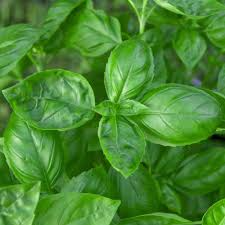 Basil Genovese Seeds – 1g Heirloom Basil Ocimum basilicum for Planting