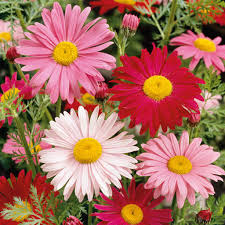 Painted Daisy Robinson's Giant Mix Seeds - 100 Non-GMO Perennial, Easy to Grow