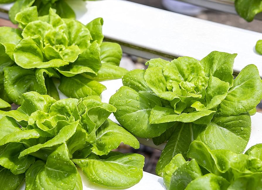 Buttercrunch Butterhead Lettuce Seeds – 1g, Heirloom, Cold Hardy, High Yield