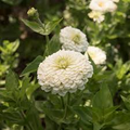 Benary Giant White Zinnia Seeds – 100+ Seeds – Large Pure White Blooms for Cut Flowers