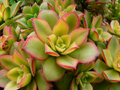 Aeonium haworthii Dream Color Kiwi – 3 Rooted Cuttings | Variegated Succulent