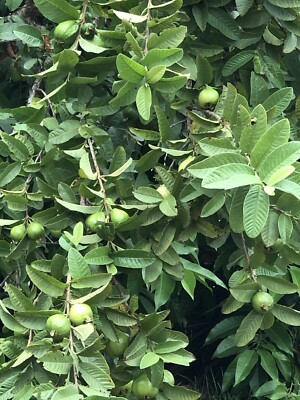 White Guava Tree Seedling with Pot | Psidium guajava Starter Plant