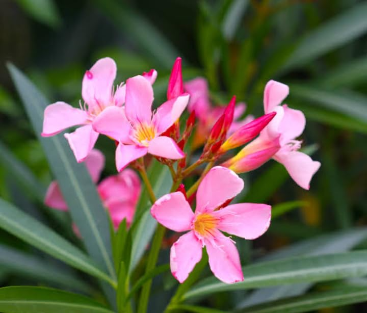 Oleander PINK Live Cuttings - Nerium oleander, 7
