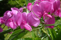 Royal Pink Sweet Pea Seeds - 50+ Fragrant Pink Flowers, Climbing Vines for Trellis & Bouquets