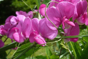 Royal Pink Sweet Pea Seeds - 50+ Fragrant Pink Flowers, Climbing Vines for Trellis & Bouquets