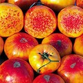 Hillbilly Tomato Seeds - Heirloom Beefsteak, Yellow-Orange with Red Stripes, 30 Seeds