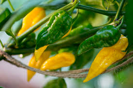Fatalii Pepper Seeds - Capsicum chinense | Rare Fiery Yellow Chili, 5 Seeds