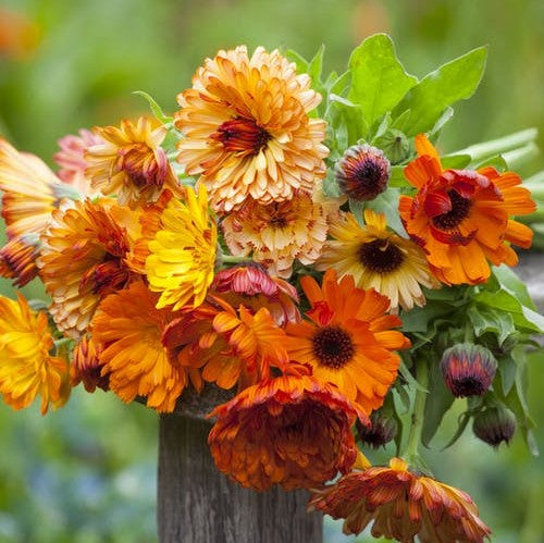 Calendula Sunset Mix Seeds - 50 Bi-Colored Double Blooms (Calendula officinalis) Heirloom, Non-GMO, Edible Flowers