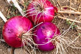 Red Creole Onion Seeds - Heirloom, Non-GMO, Short-Day, 110 Days to Maturity