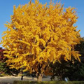 Ginkgo Tree (Ginkgo biloba) - Live Bare Root Plant, 1-2 ft