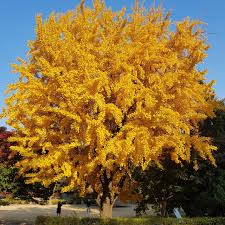 Ginkgo Tree (Ginkgo biloba) - Live Bare Root Plant, 1-2 ft