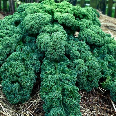 Dwarf Blue Curled Scotch Kale Seeds - 1,500 Non-GMO Heirloom, Cold Hardy