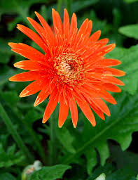 Orange Gerbera Spider Daisy Seeds (Gerbera jamesonii) - 50+ Seeds for Beds, Borders & Cut Flowers