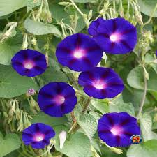Morning Glory Grandpa Ott Seeds - Ipomoea purpurea – 100 Non-GMO Heirloom Seeds, Purple Vine
