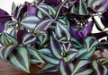 Tradescantia Zebrina Unrooted Cuttings (9) - Wandering Jew, Purple & Green Foliage