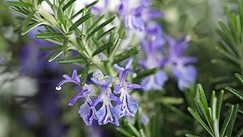 Rosemary Seeds (Salvia rosmarinus) – 100 Pack for Culinary & Ornamental Gardens
