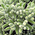 Crassula Mesembryanthemoides ‘Moonglow’ Bare Root Succulent – 1 Live 2-4"