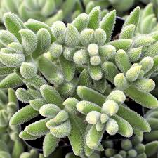 Crassula Mesembryanthemoides ‘Moonglow’ Bare Root Succulent – 1 Live 2-4"