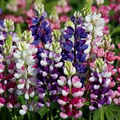 Lupinus Avalune Mix Lupine Seeds - 25+ Bicolor Lupine Seeds for Pollinators
