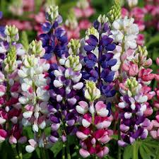 Lupinus Avalune Mix Lupine Seeds - 25+ Bicolor Lupine Seeds for Pollinators