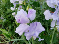 Royal Lavender Sweet Pea (Lathyrus odoratus) Seeds – 50 Fragrant Lavender Purple Blooms