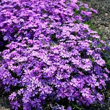 Purple Beauty Moss Phlox Seeds - Phlox subulata, Groundcover, 100+ Seeds