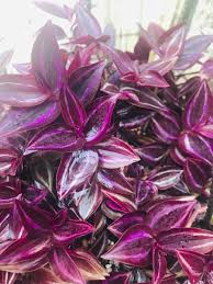 5+ Rare Wandering Jew Burgundy Purple Unrooted Cuttings | Tradescantia zebrina