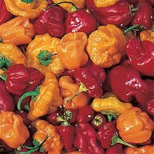 Red Scotch Bonnet Pepper Seeds – Capsicum chinense, 20 Seeds