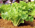 Frilly Leaf Pak Choi Fun Jen Seeds - Brassica rapa, 500mg, Non-GMO