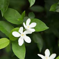 Wrightia antidysenterica (Asian Snow Jasmine) Bare Root Starter Plant 2-5" tall