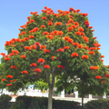 African Tulip Tree Seeds (Spathodea campanulata) – Exotic Flowers, Zones 10-12, 10 Seeds