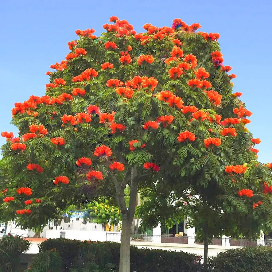 African Tulip Tree Seeds (Spathodea campanulata) – Exotic Flowers, Zones 10-12, 10 Seeds