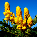 20 Candle Bush Seeds (Cassia Alata) – Fast-Growing Senna Tree, Yellow Flowers