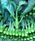 Wan Shen Kailan Seeds (Brassica oleracea var. alboglabra) - 150 Seeds, Open-Pollinated Asian Greens