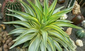 Agave Desmetiana Variegata (Smooth Variegated) Starter Plant - 6-8" Wide