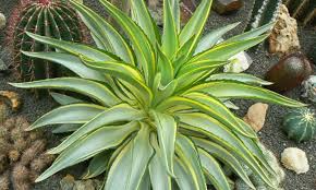 Agave Desmetiana Variegata (Smooth Variegated) Starter Plant - 6-8" Wide