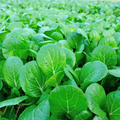 500 Canton Pak Choi Cabbage Seeds - Brassica rapa, Non-GMO, Fast-Growing, Mild Flavor